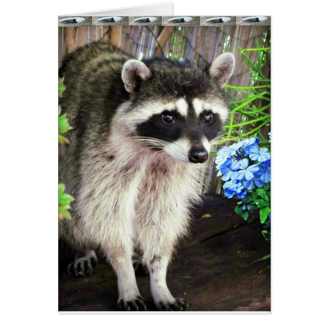 Raccoon mit blauen Blumen und Federn (Vorne)