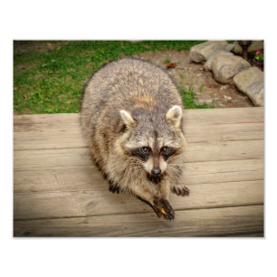 Raccoon mit Chip Fotodruck