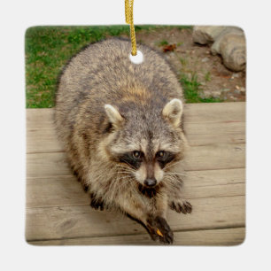 Raccoon mit Chip Keramikornament