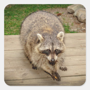 Raccoon mit Chip Quadratischer Aufkleber