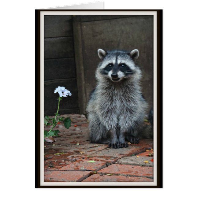 Raccoon mit weißer Blume (Vorne)