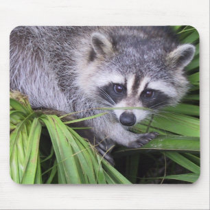 Raccoon Mousepad