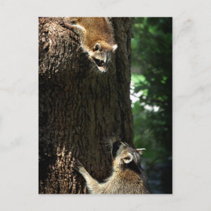 Raccoon Mutter und Kit 2 Postkarte