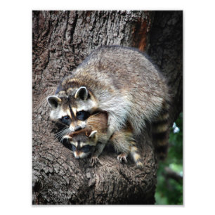 Raccoon Mutter und Kit Fotodruck
