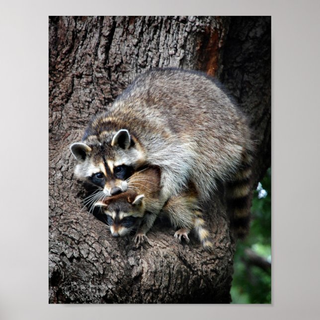 Raccoon Mutter und Kit Poster (Vorne)