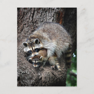 Raccoon Mutter und Kit Postkarte