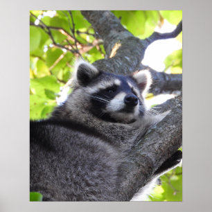 Raccoon Nah Up Poster