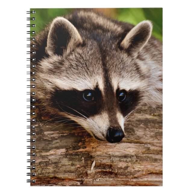 Raccoon Notizblock (Vorderseite)