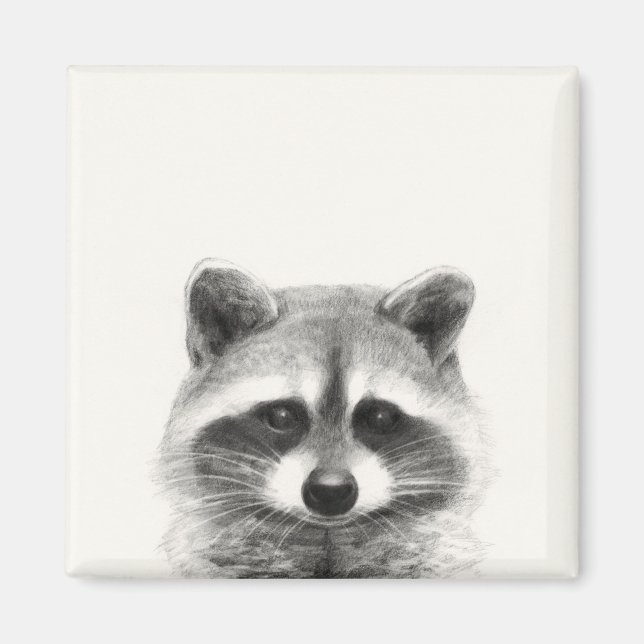 Raccoon Pencil Zeichnend Magnet (Vorne)