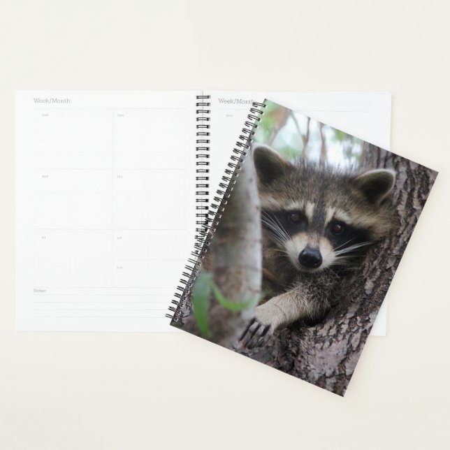 Raccoon Planer (Anzeige)