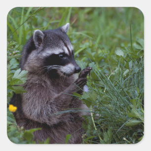 Raccoon Playing! Quadratischer Aufkleber