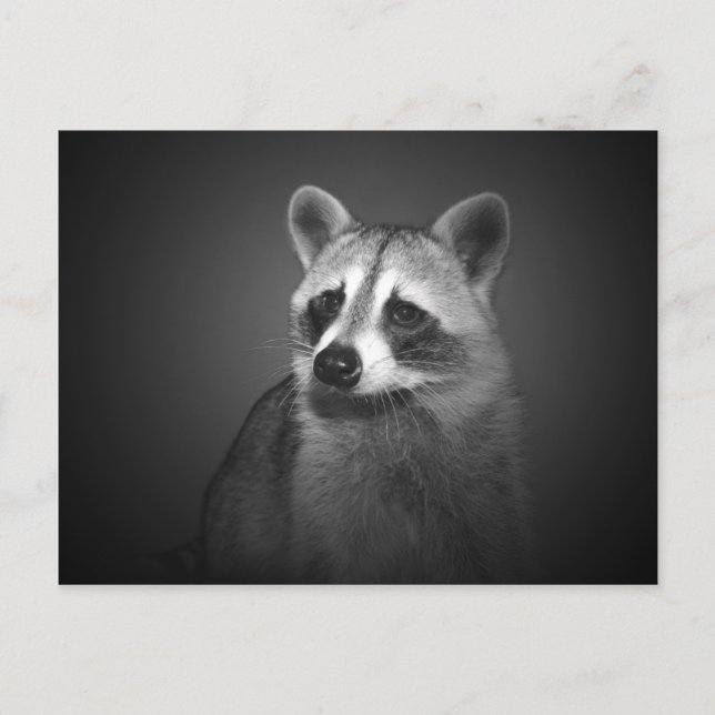 Raccoon Portrait Postkarte (Vorderseite)