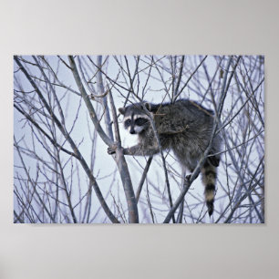 Raccoon Poster