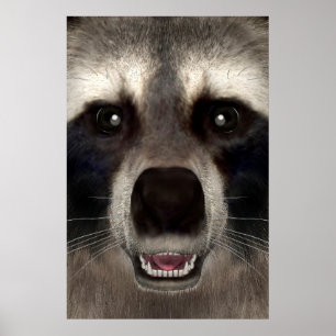 Raccoon Poster