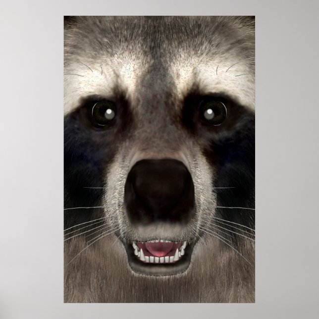 Raccoon Poster (Vorne)