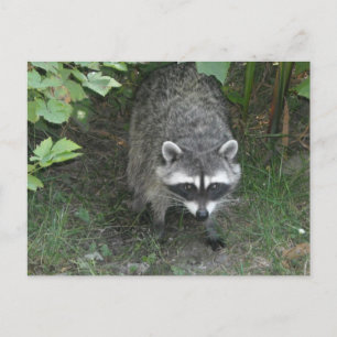 Raccoon Postkarte