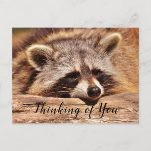 Raccoon Postkarte