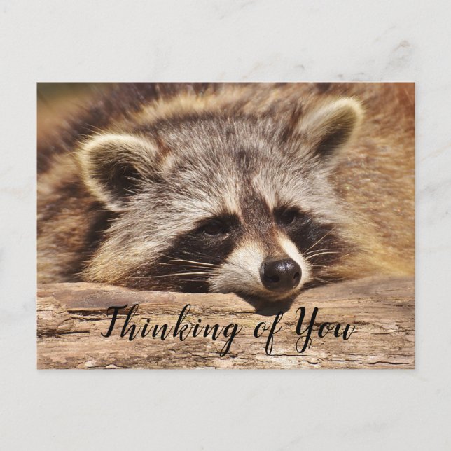 Raccoon Postkarte (Vorderseite)