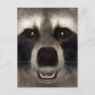 Raccoon Postkarte