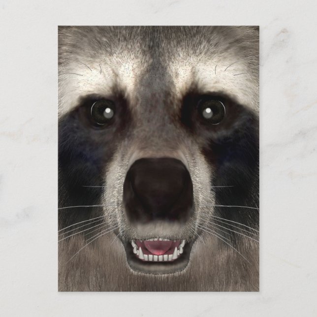 Raccoon Postkarte (Vorderseite)