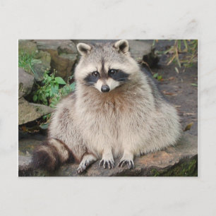 Raccoon Postkarte