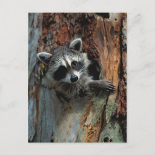 Raccoon Postkarte