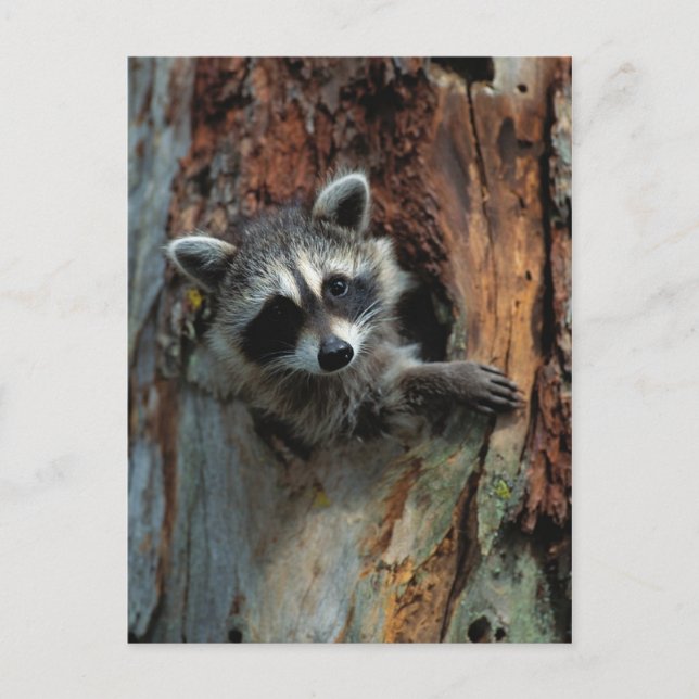 Raccoon Postkarte (Vorderseite)
