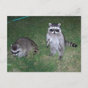 Raccoon Postkarte
