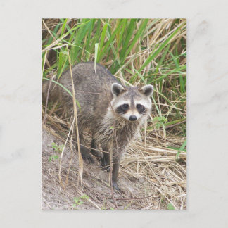 Raccoon Postkarte