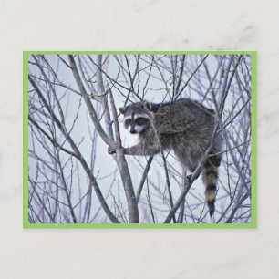 Raccoon Postkarte