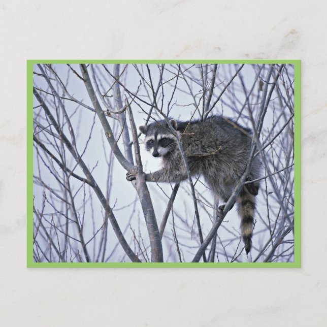 Raccoon Postkarte (Vorderseite)