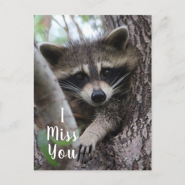 Raccoon Postkarte (Vorderseite)