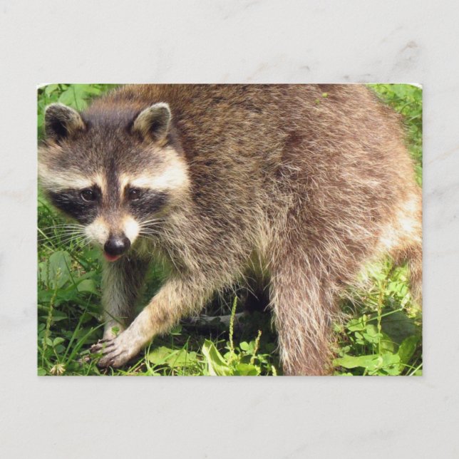 Raccoon Postkarte (Vorderseite)