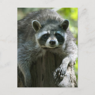 Raccoon Postkarten