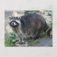 Raccoon Postkarten