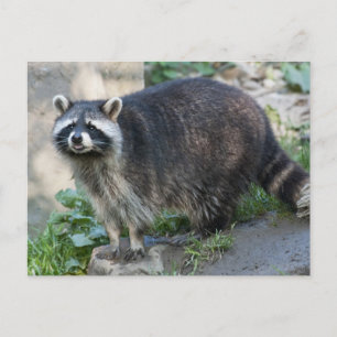 Raccoon Postkarten