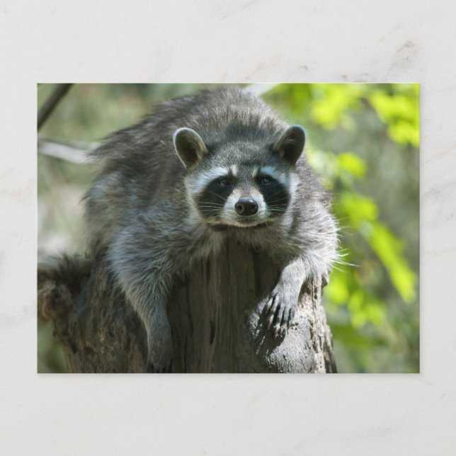 Raccoon Postkarten (Vorderseite)