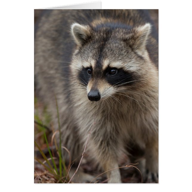 Raccoon, Procyon lotor, Florida (Vorne)
