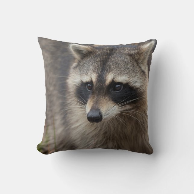 Raccoon, Procyon lotor, Florida Kissen (Vorderseite)