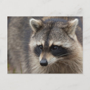 Raccoon, Procyon lotor, Florida Postkarte