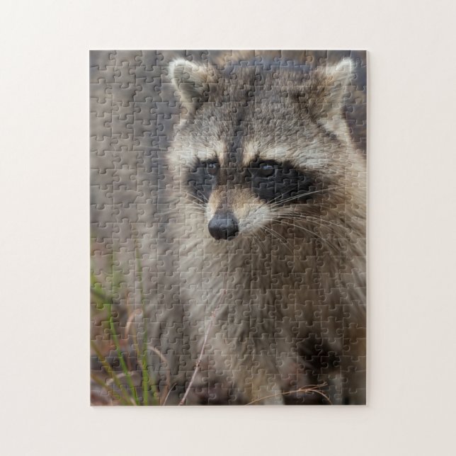 Raccoon, Procyon lotor, Florida Puzzle (Vertikal)