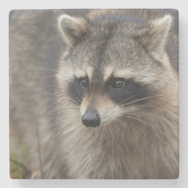 Raccoon, Procyon lotor, Florida Steinuntersetzer (Vorderseite)