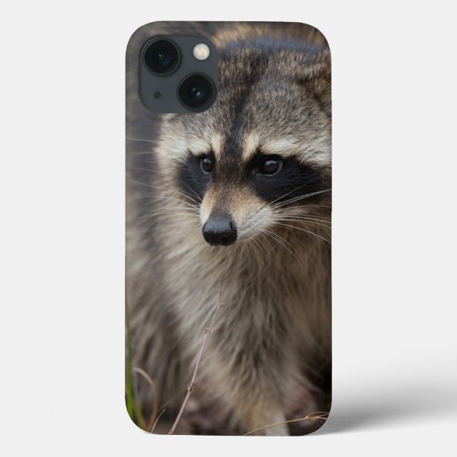 Raccoon, Procyon lotor, Florida, USA 1 Case-Mate iPhone Hülle (Rückseite)