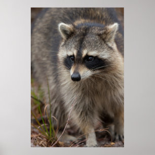 Raccoon, Procyon lotor, Florida, USA 1 Poster