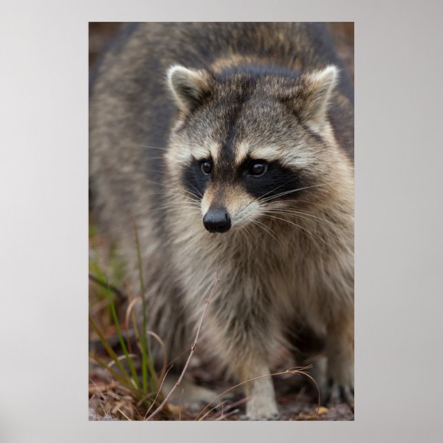 Raccoon, Procyon lotor, Florida, USA 1 Poster (Vorne)