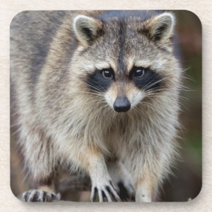 Raccoon, Procyon lotor, Florida, USA 2 Getränkeuntersetzer