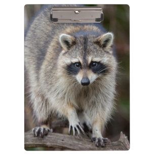 Raccoon, Procyon lotor, Florida, USA 2 Klemmbrett
