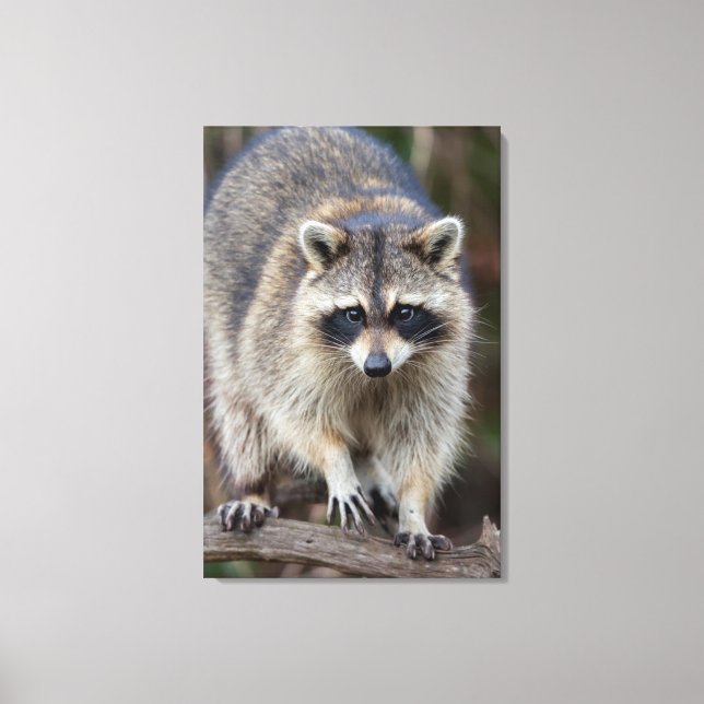 Raccoon, Procyon lotor, Florida, USA 2 Leinwanddruck (Vorderseite)