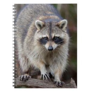 Raccoon, Procyon lotor, Florida, USA 2 Notizblock
