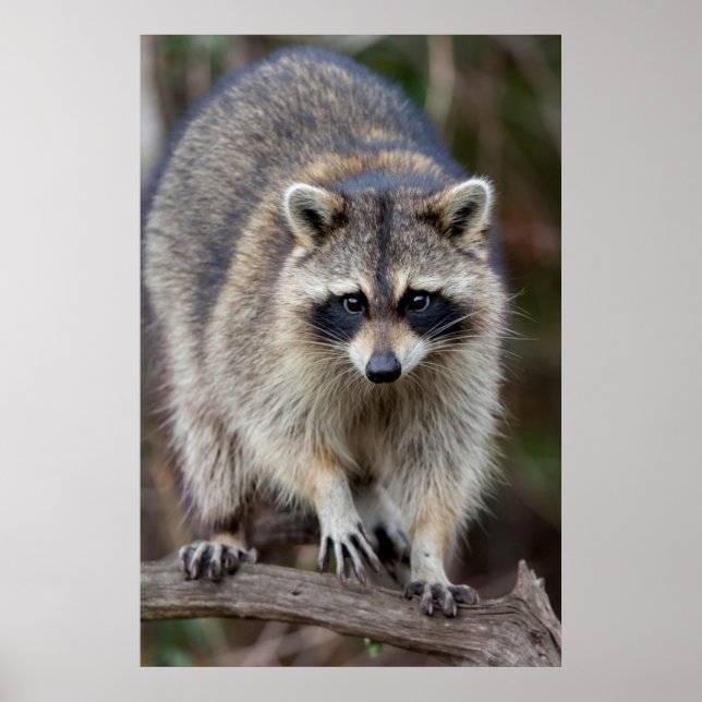 Raccoon, Procyon lotor, Florida, USA 2 Poster (Vorne)